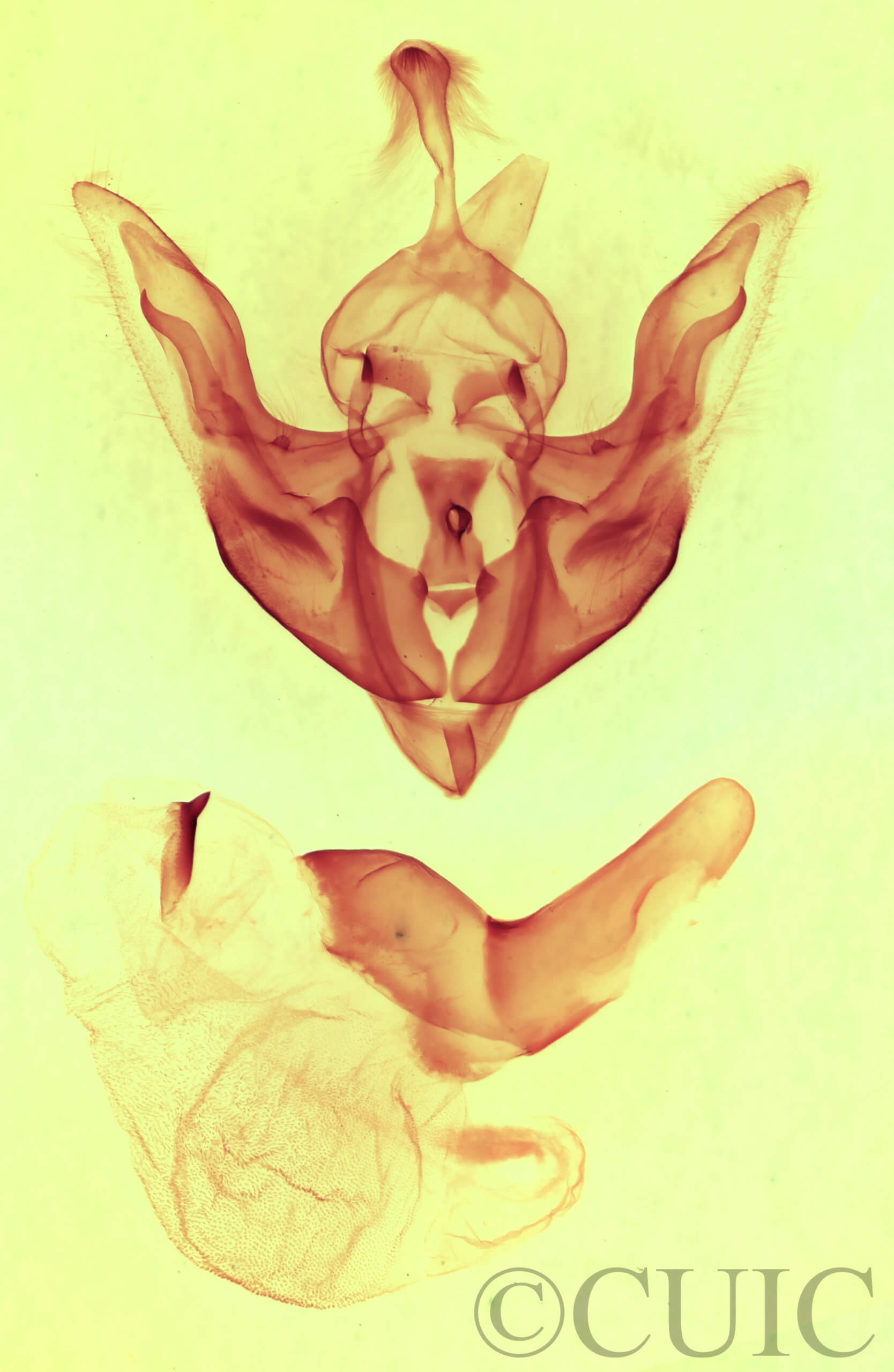 genitalia view of adult Synorthodes typhedana