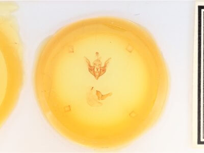 slide view of adult Synorthodes typhedana