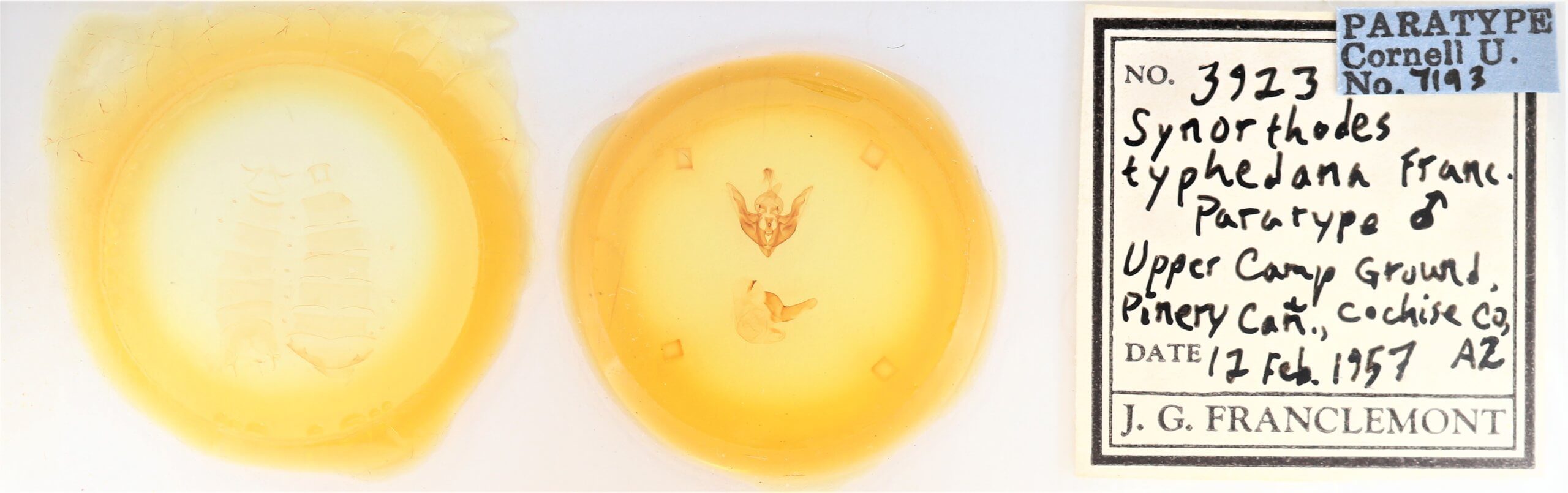 slide view of adult Synorthodes typhedana