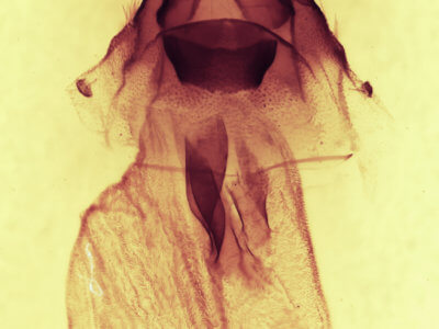genitalia view of adult Synorthodes typhedana