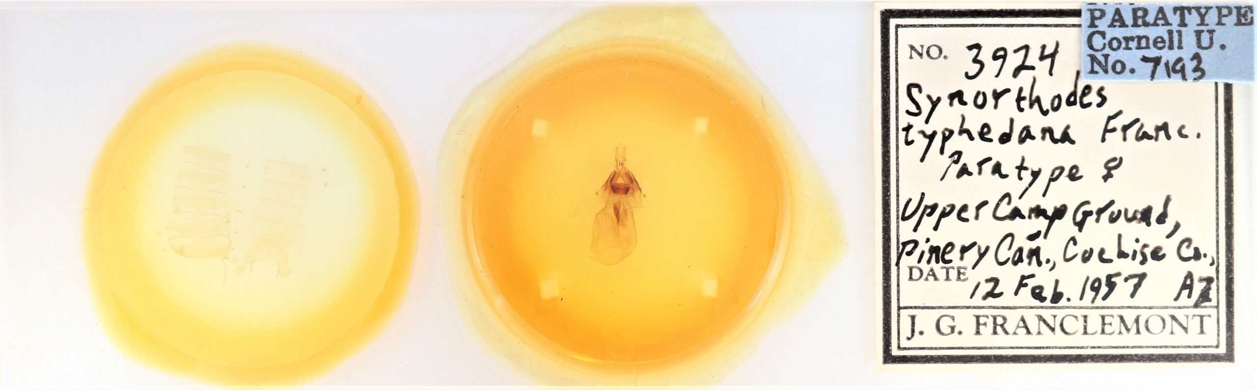 slide view of adult Synorthodes typhedana