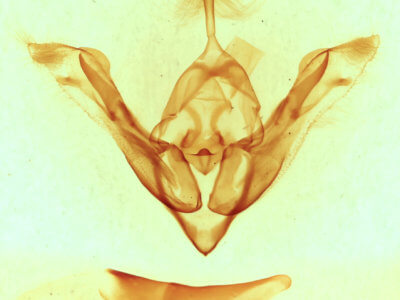 genitalia view of adult Synorthodes auriginea