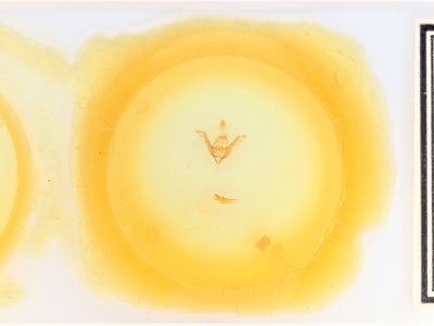 slide view of adult Synorthodes auriginea