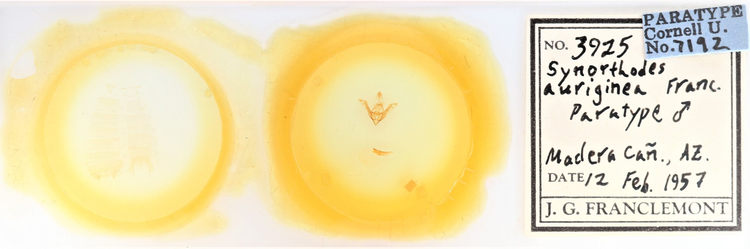 slide view of adult Synorthodes auriginea