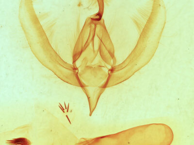 genitalia view of adult Apsaphida eremna