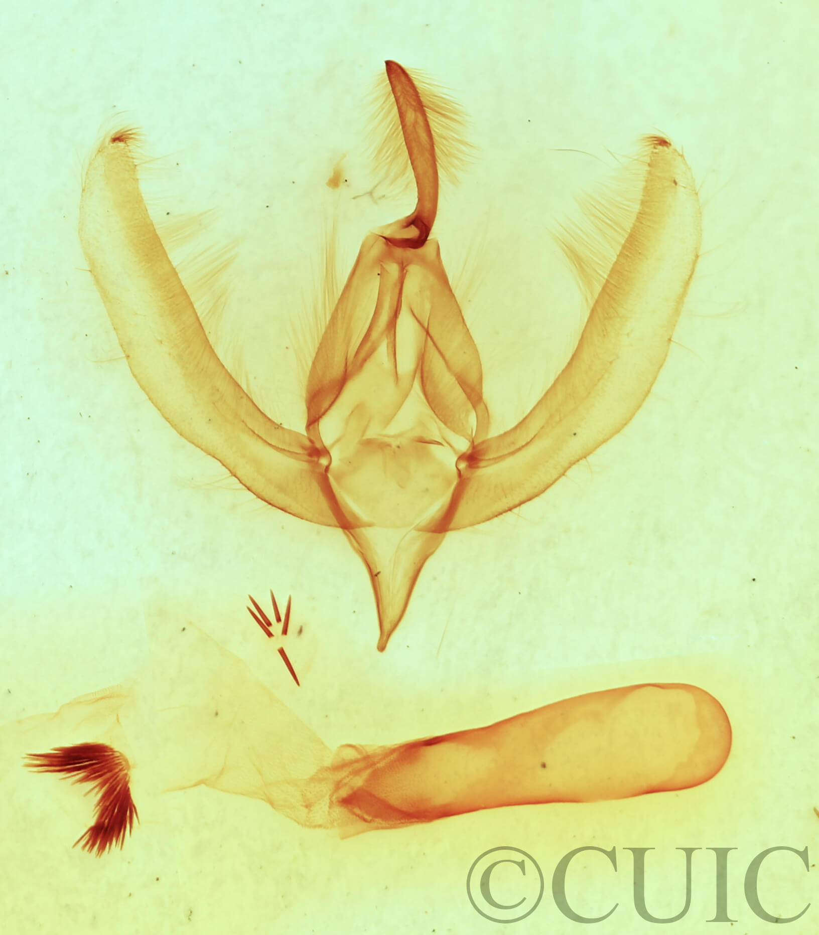 genitalia view of adult Apsaphida eremna