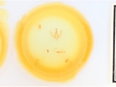 slide view of adult Apsaphida eremna