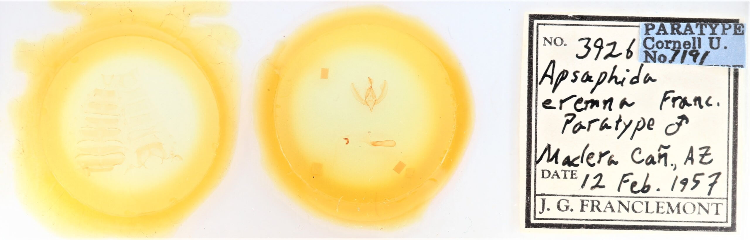 slide view of adult Apsaphida eremna