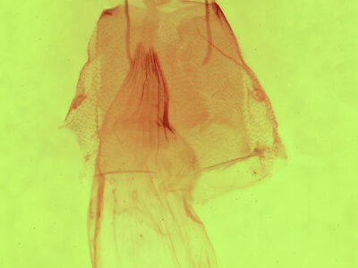 genitalia view of adult Apsaphida eremna