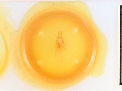 slide view of adult Apsaphida eremna