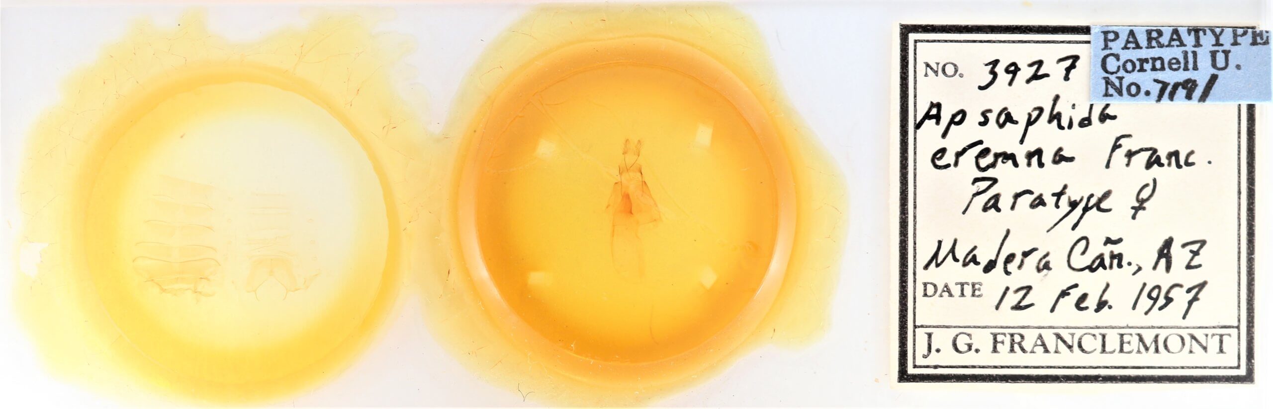 slide view of adult Apsaphida eremna