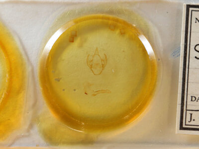 slide view of adult Spilosoma latipennis