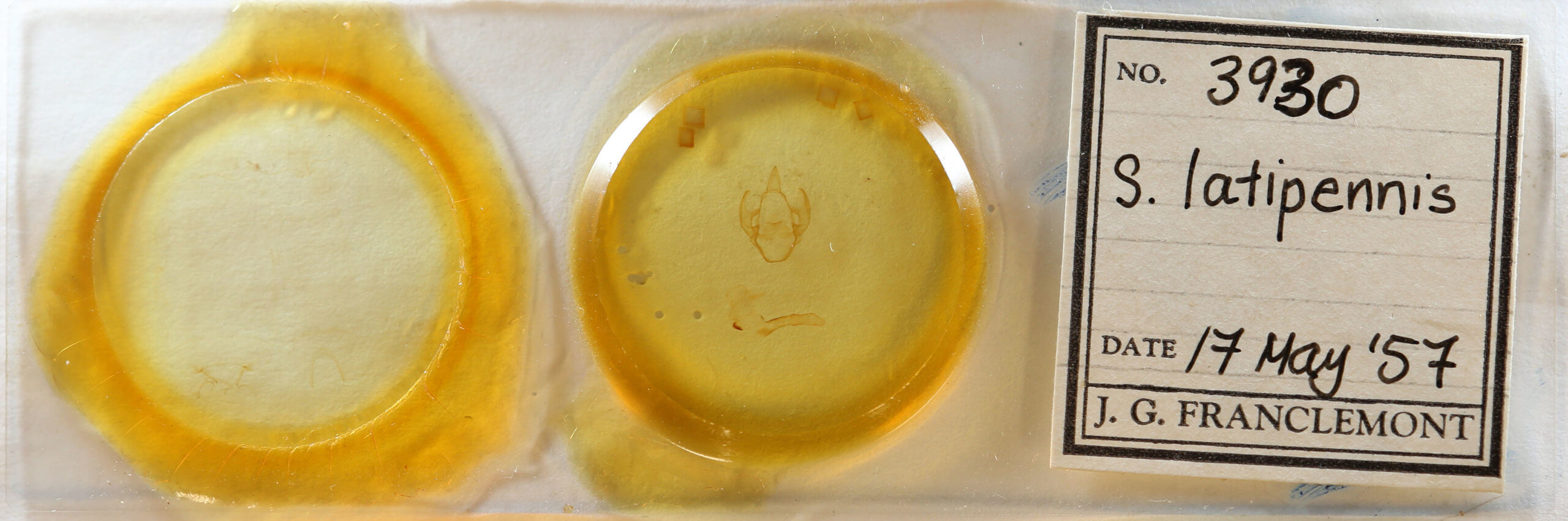 slide view of adult Spilosoma latipennis