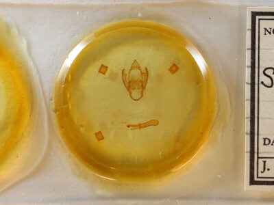 slide view of adult Spilosoma dubia