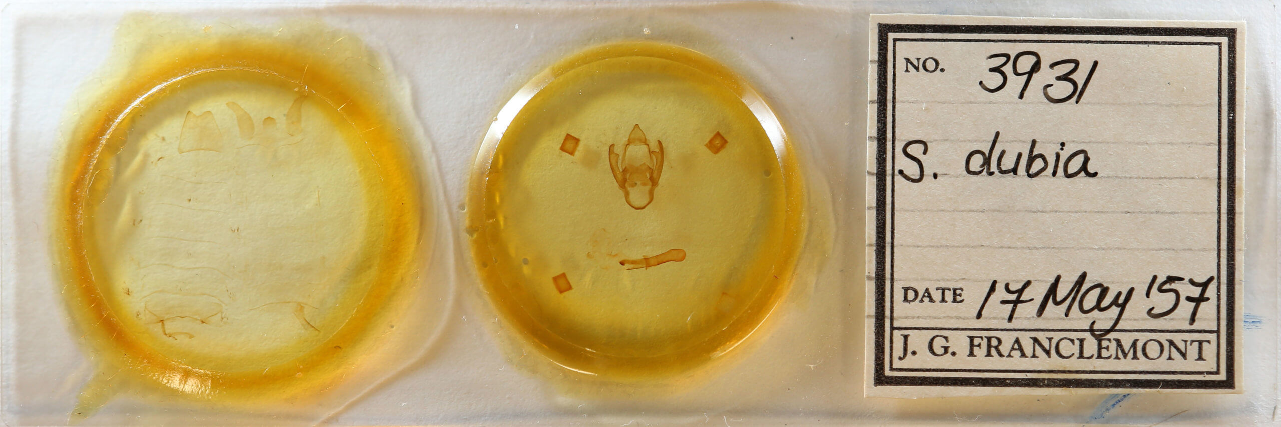 slide view of adult Spilosoma dubia