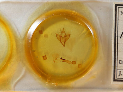 slide view of adult Apantesis vittata