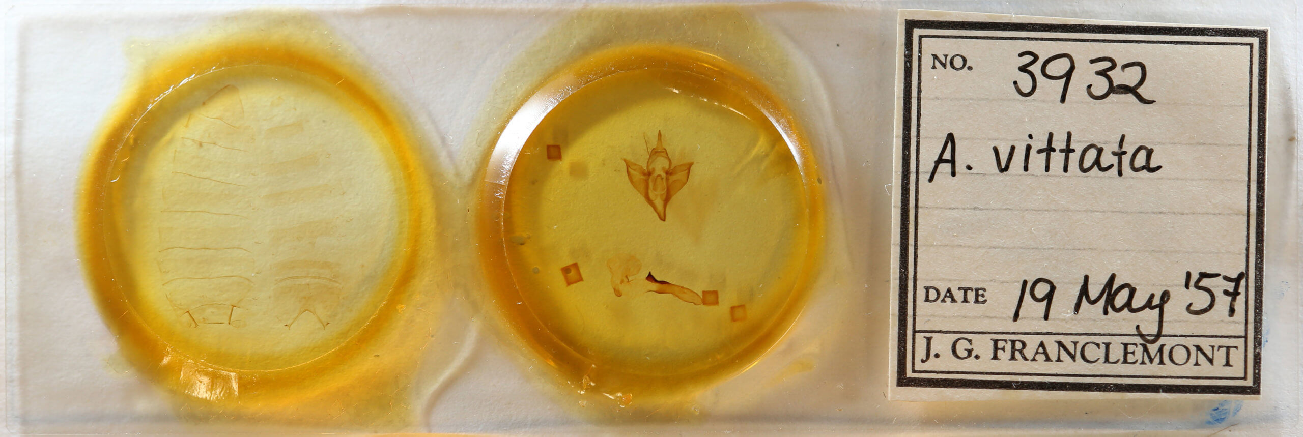 slide view of adult Apantesis vittata