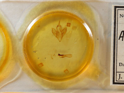 slide view of adult Apantesis vittata