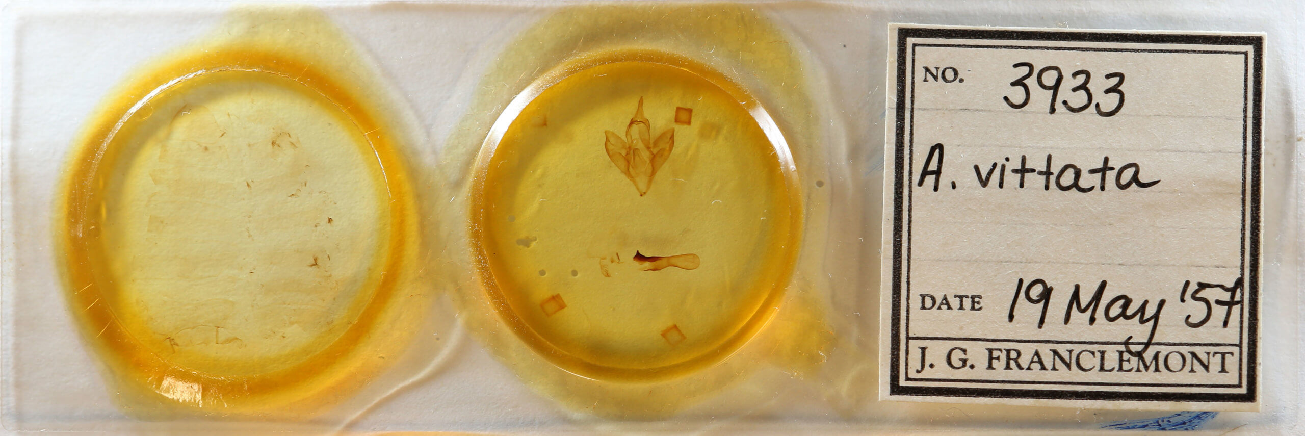 slide view of adult Apantesis vittata