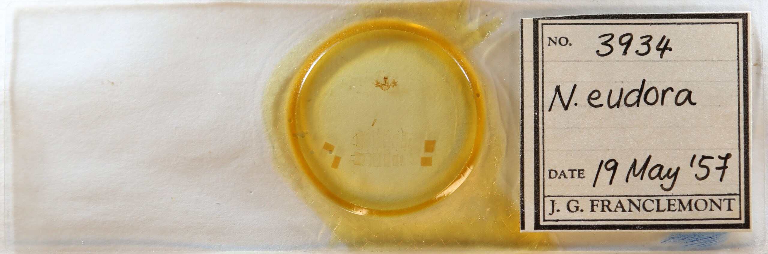 slide view of adult Neoplynes eudora