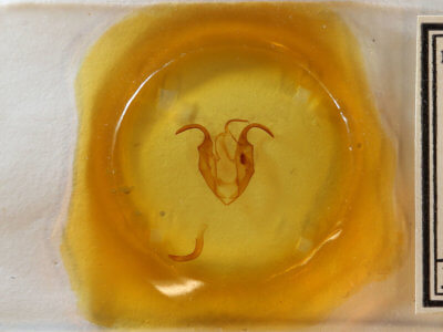 slide view of adult Zale perculta