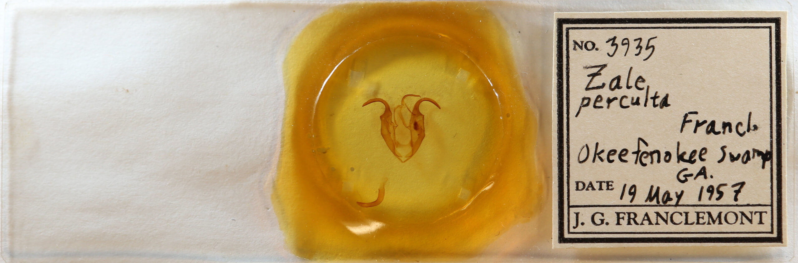 slide view of adult Zale perculta