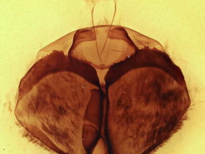 genitalia view of adult Zale perculta
