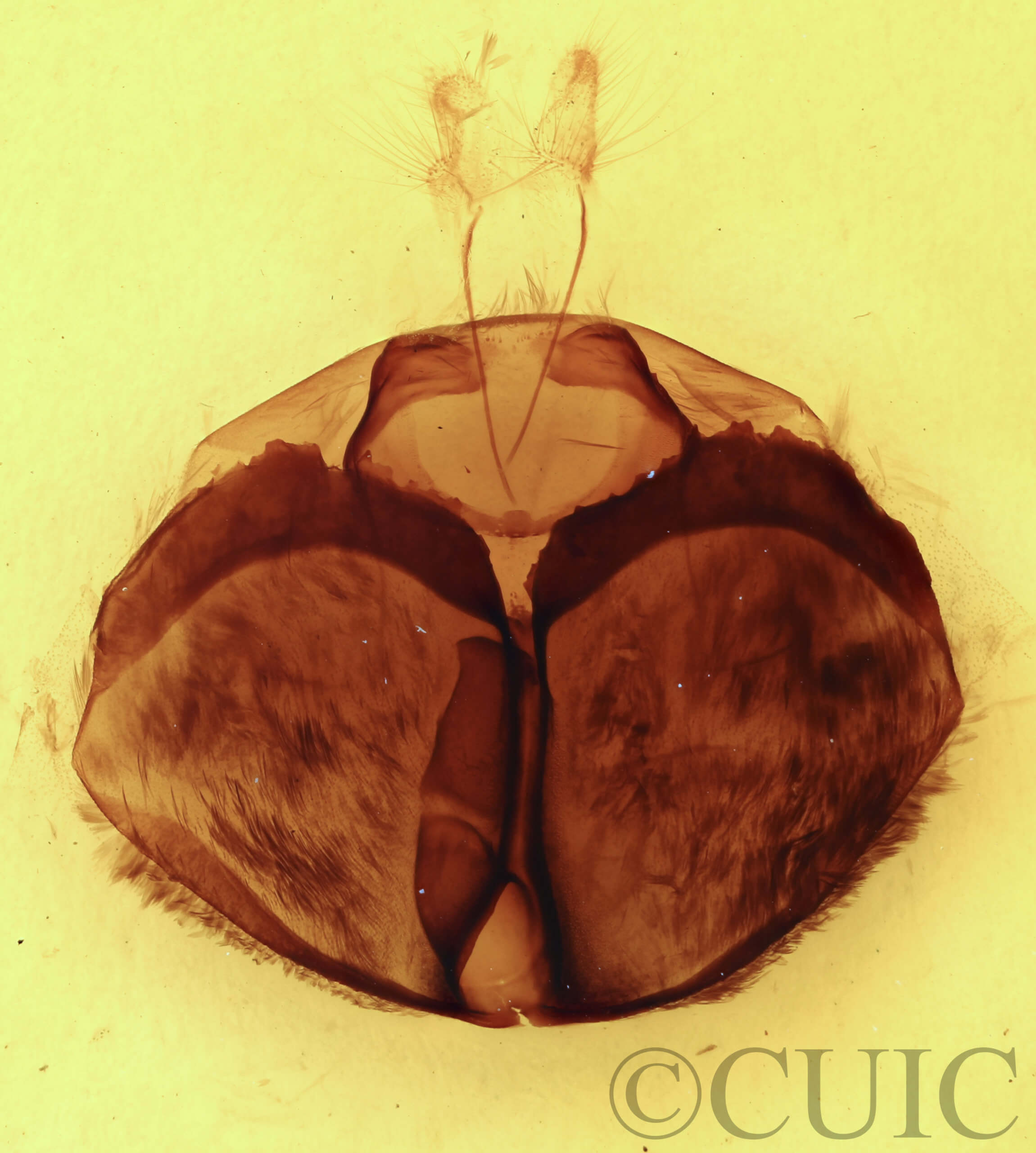 genitalia view of adult Zale perculta