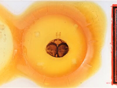 slide view of adult Zale perculta