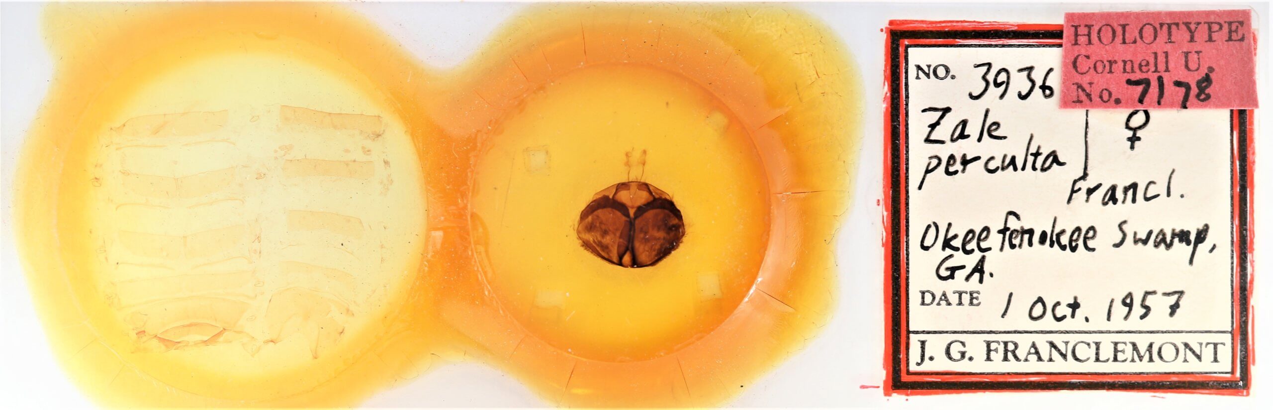 slide view of adult Zale perculta