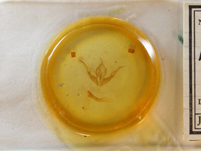 slide view of adult Lithophane tepida