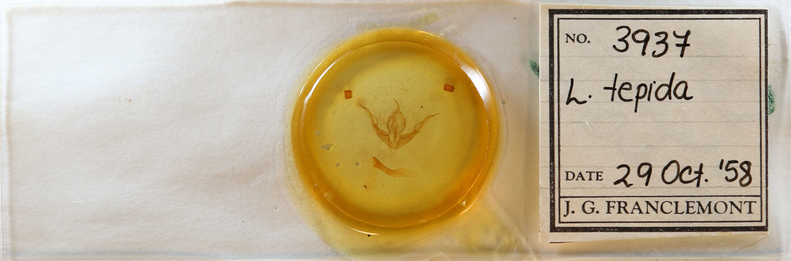 slide view of adult Lithophane tepida