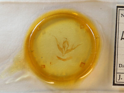 slide view of adult Lithophane tepida