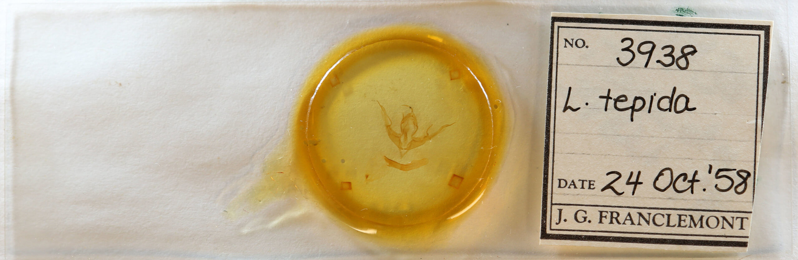 slide view of adult Lithophane tepida