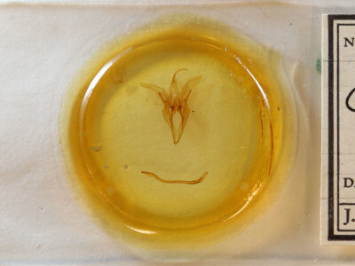 slide view of adult Catocala serena