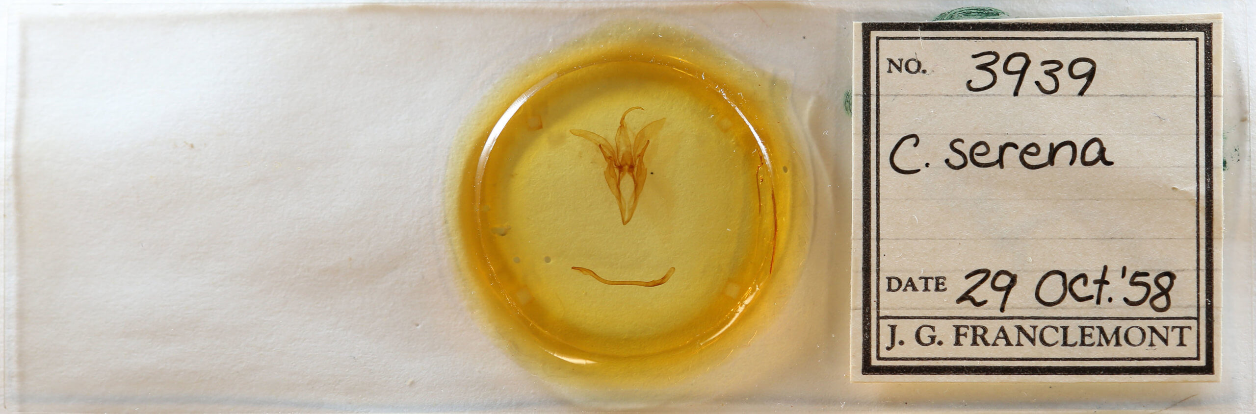 slide view of adult Catocala serena