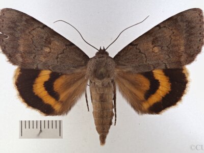 dorsal view of adult Catocala serena
