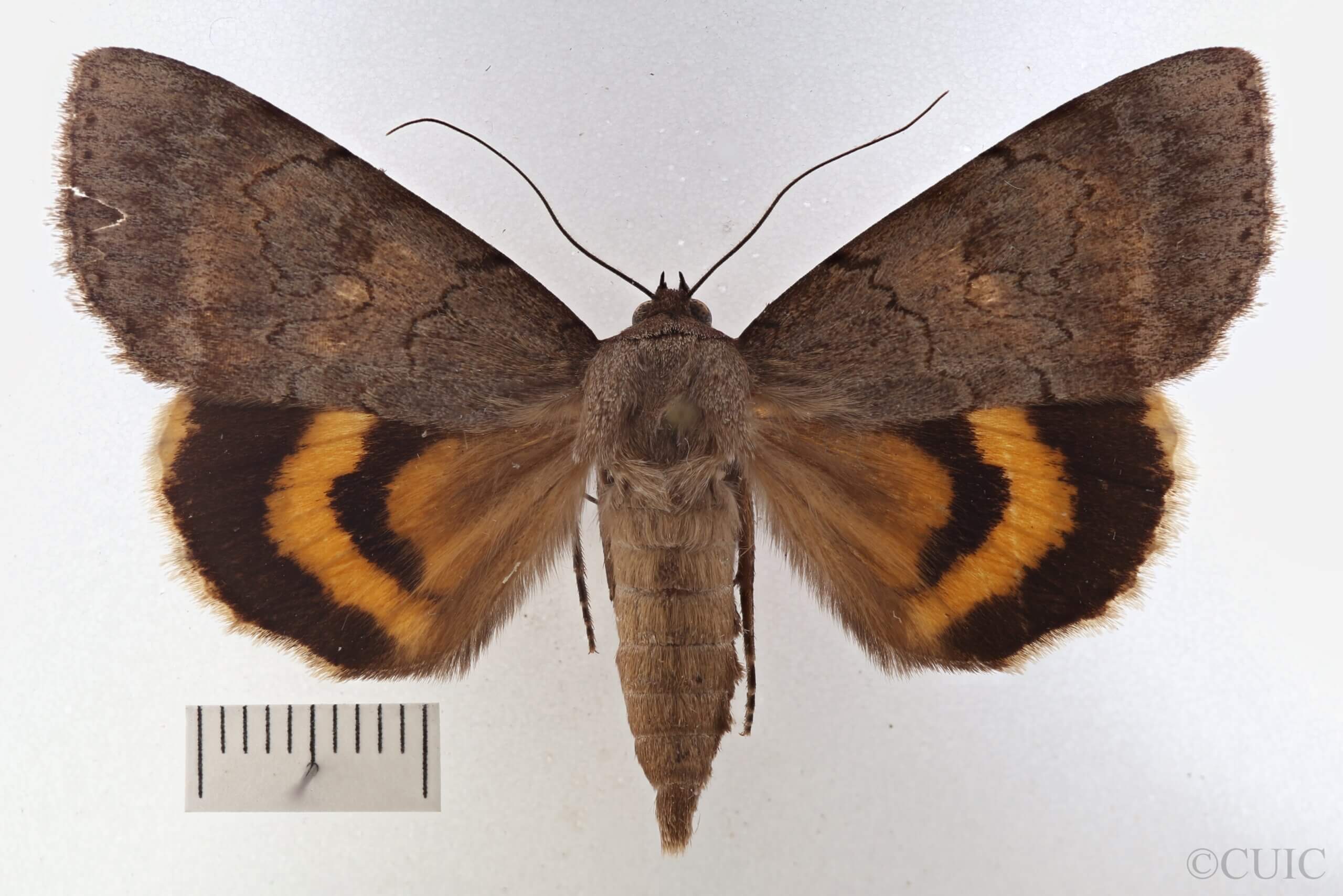 dorsal view of adult Catocala serena