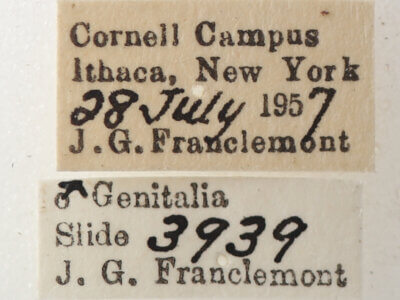 label view of adult Catocala serena