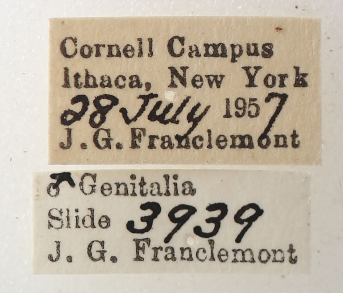 label view of adult Catocala serena