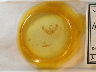 slide view of adult Heliothis phloxiphaga