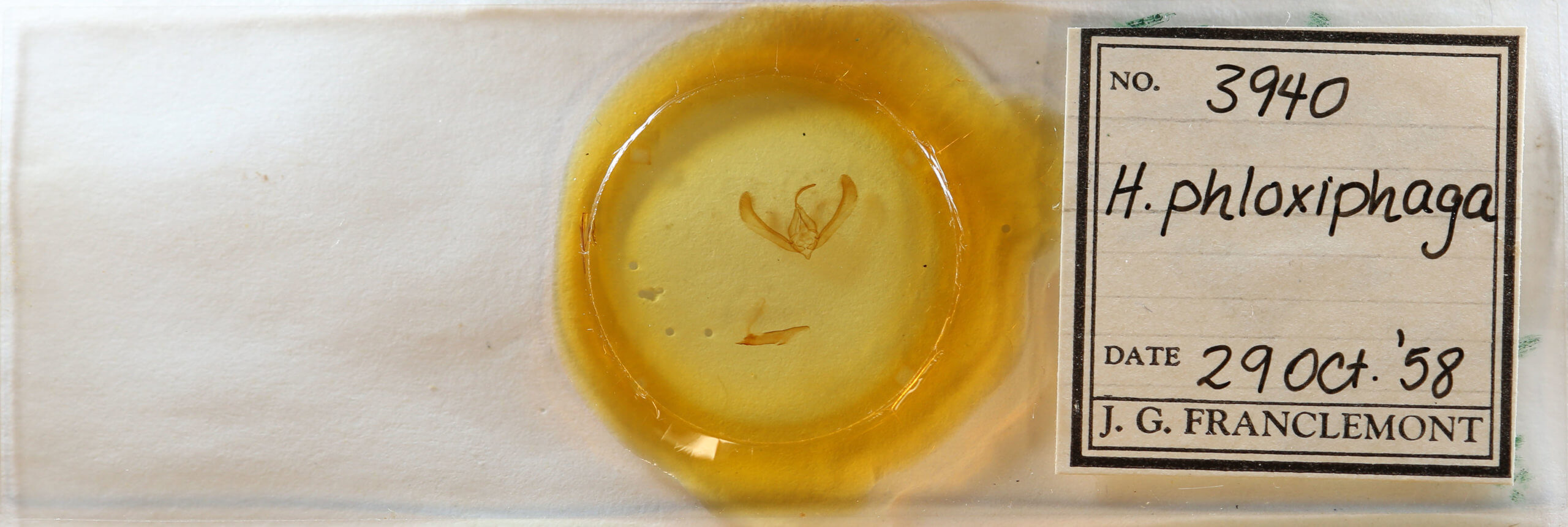 slide view of adult Heliothis phloxiphaga