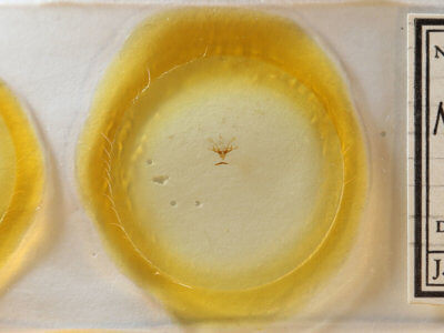 slide view of adult Nola cucullatella