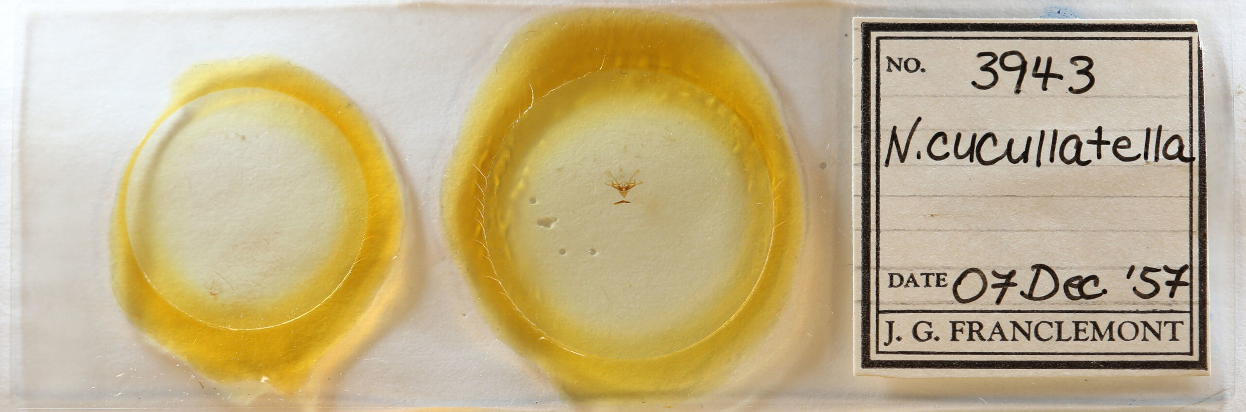 slide view of adult Nola cucullatella