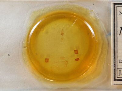 slide view of adult Nola cucullatella