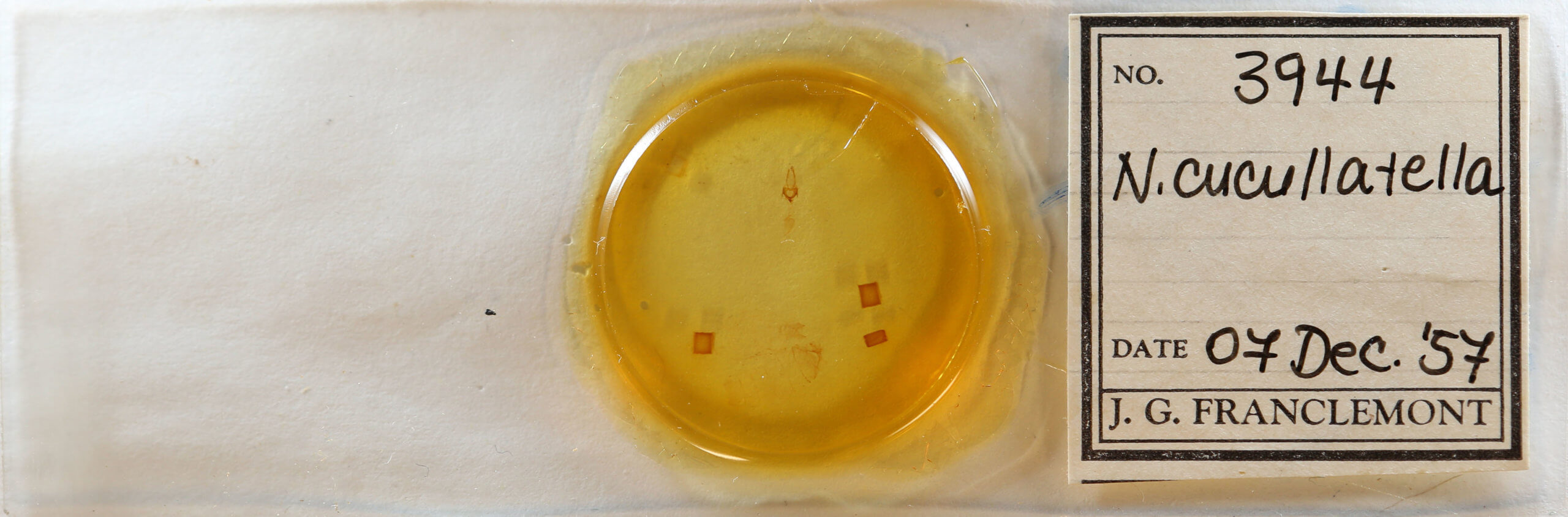 slide view of adult Nola cucullatella