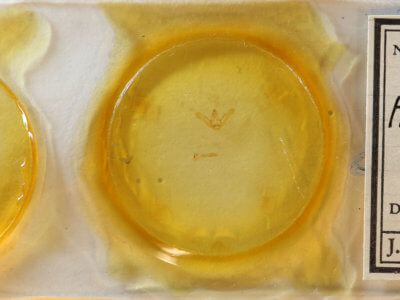 slide view of adult Menophra abruptaria