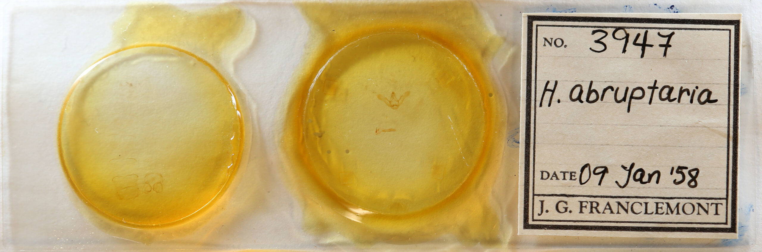 slide view of adult Menophra abruptaria