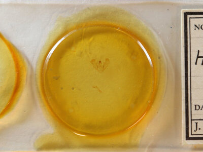 slide view of adult Phthonandria emaria