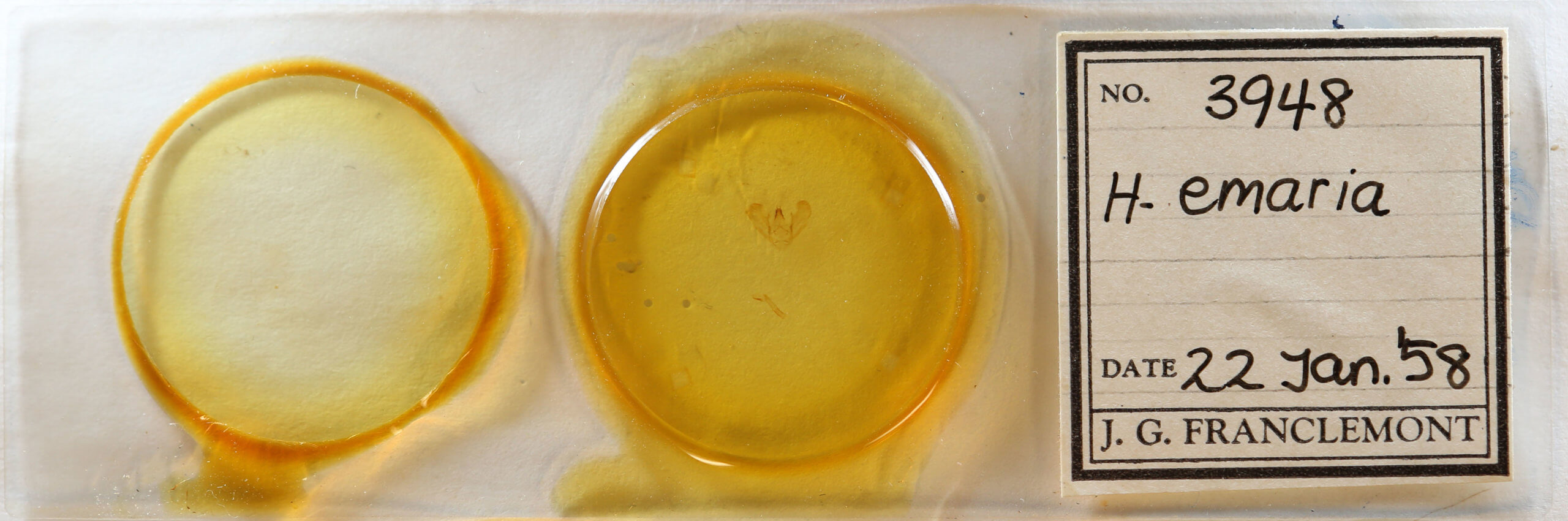 slide view of adult Phthonandria emaria